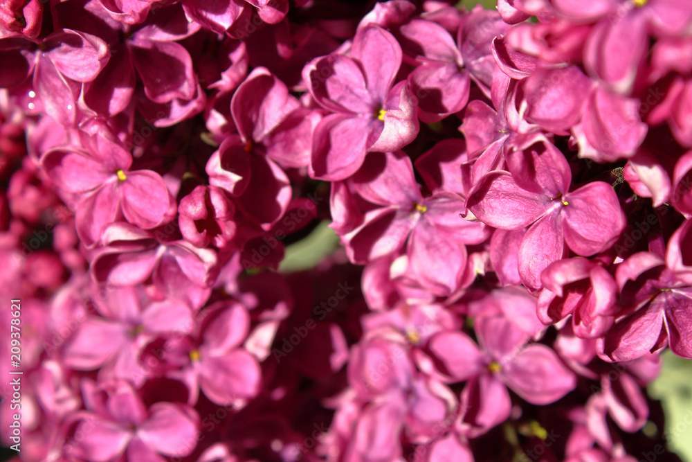 Beautiful flowers of lilac. Close-up. Background. Beautiful flowers of lilac. Close-up. Background.