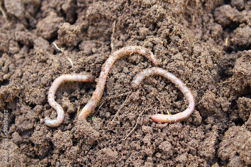 Earthworms on the surface. Close-up. Background.