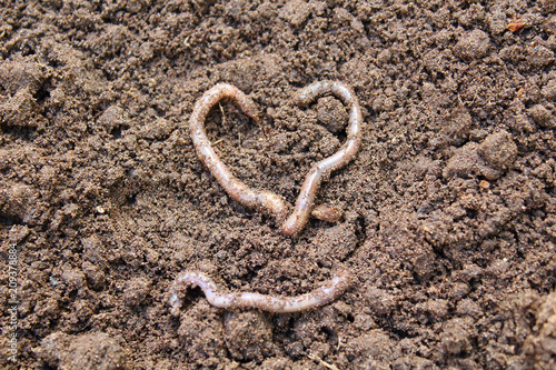Earthworms on the ground. Earthworms lie in the form of a heart. Close-up. Background.