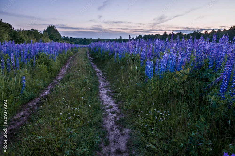 Fototapeta premium Lupine field