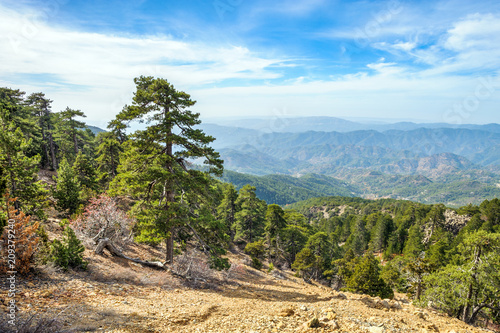 Mountain forest landscape, Troodos nature trail, Cyprus
