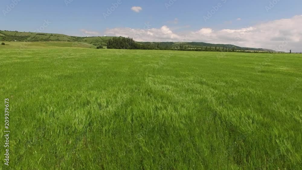 The flight of the camera over an industrial planting of wheat. bird's eye view. The flight of the camera over an industrial planting of wheat. bird's eye view.