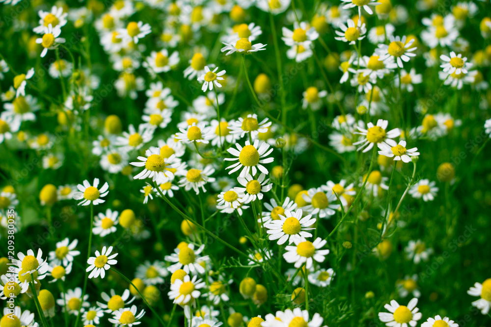 Fototapeta premium Flowers