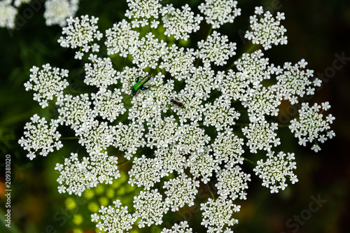 Fototapeta Naklejka Na Ścianę i Meble -  Infiorescenza ad ombrello