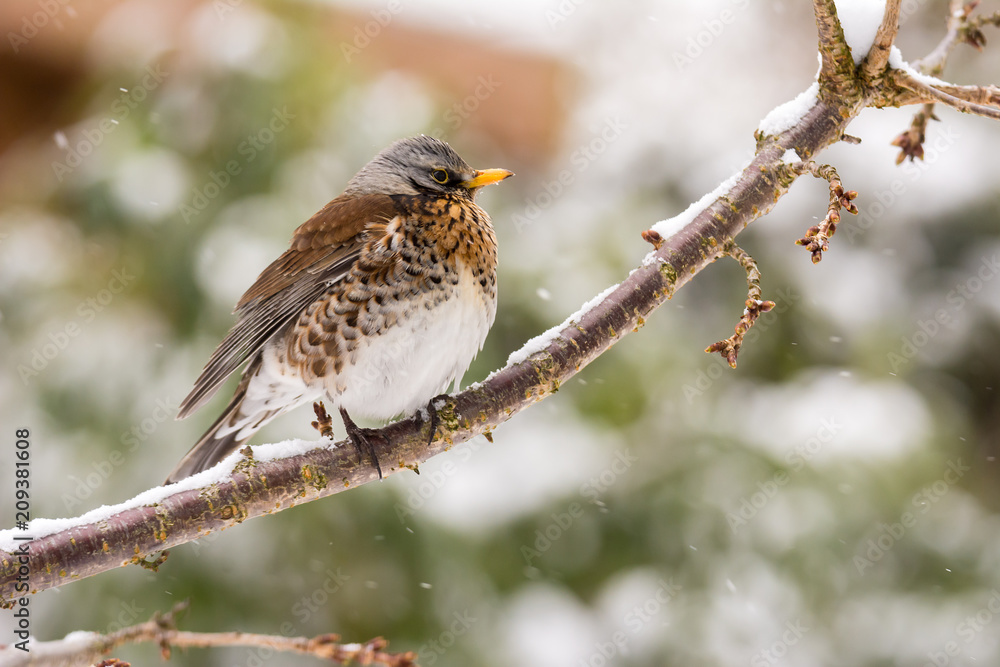 Fieldfare bird sitting on a tree Fieldfare bird sitting on a tree