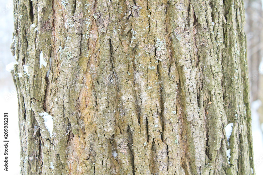 Obraz premium Bark of pine close-up. Background. Russia, January, 2018.