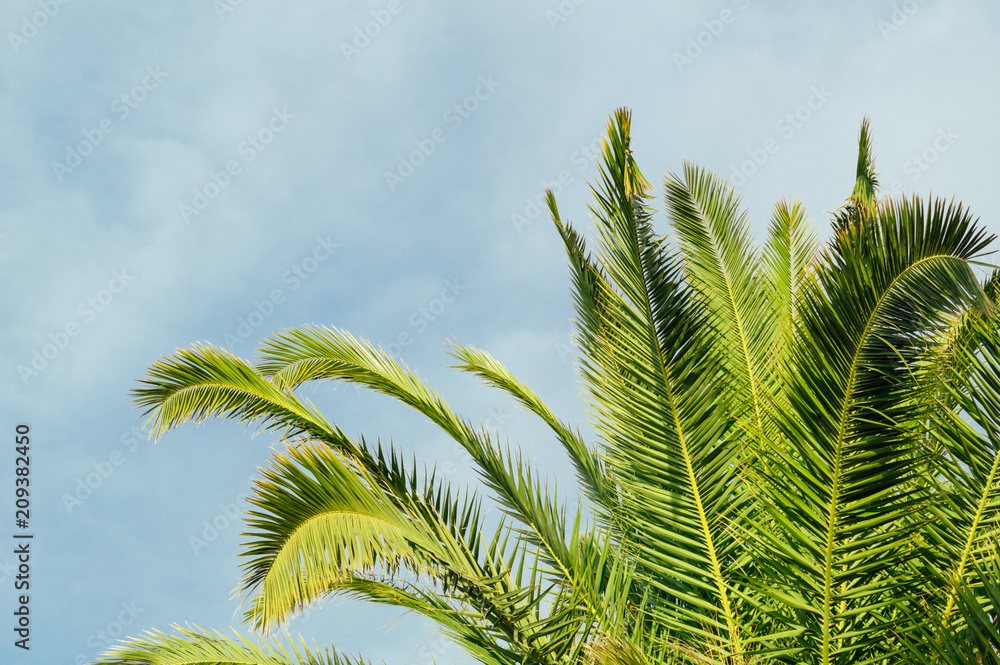 Background with beautiful green tropical tree and sky. Background with beautiful green tropical tree and sky.