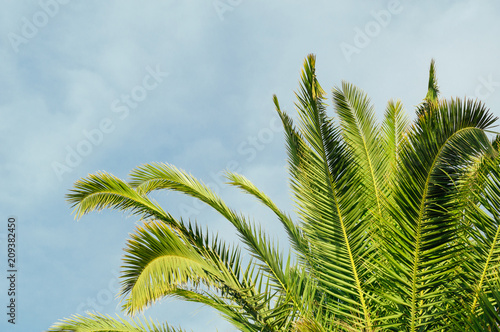 Background with beautiful green tropical tree and sky.