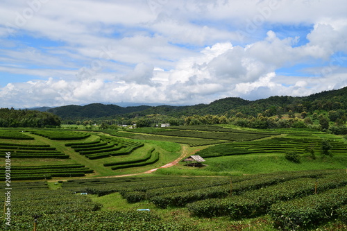 green tea plant in Thailand