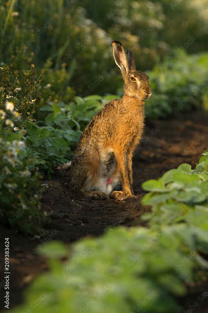 sitting rabbit on the field of soy in time of mating season sitting rabbit on the field of soy in time of mating season