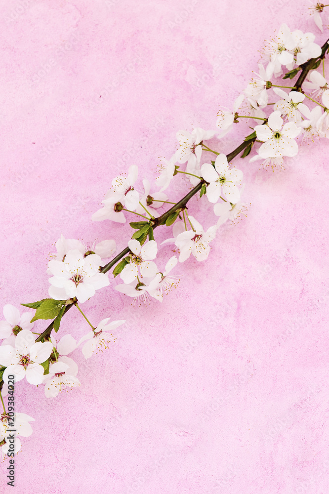 White apricot spring flowers on the grunge pink background with copyspace. Seasonal and greeting concept.