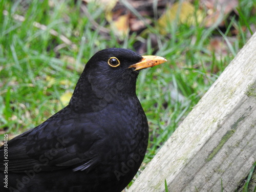 Blackbird garden bird