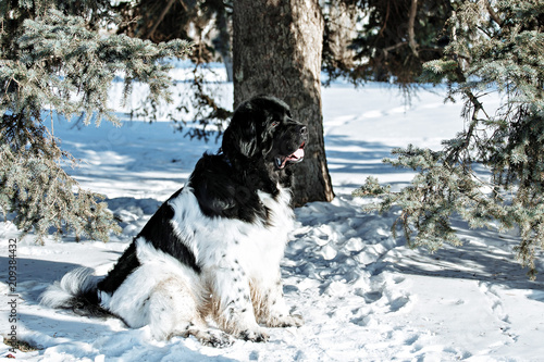 Fototapeta Naklejka Na Ścianę i Meble -  Black and white Newfoundland on the road with snowy trees. Dog on walk in the winter. In thoroughbred dogs nose stained snow. Newfoundland playing in the snow.