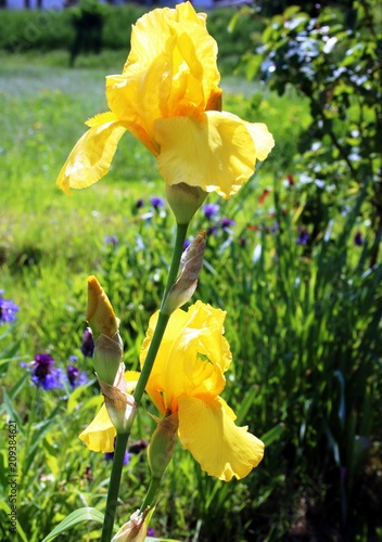 Fototapeta Naklejka Na Ścianę i Meble -  Schwertlilie gelb