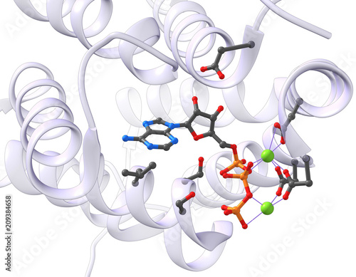 ATP in an Avtive Site