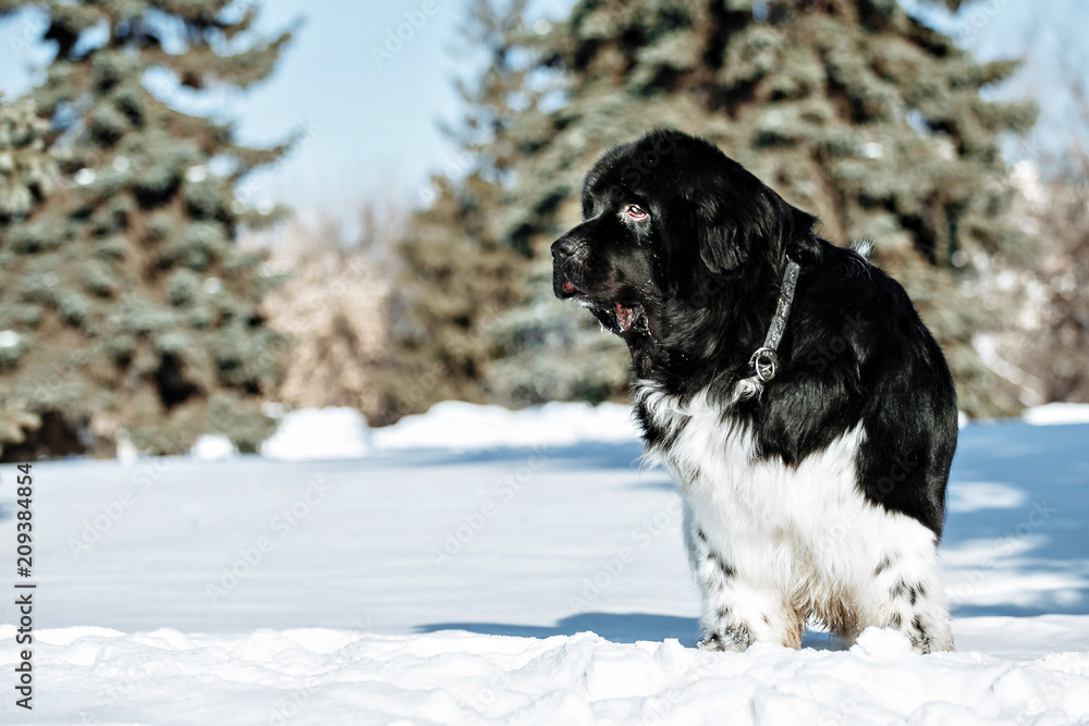 Black and white Newfoundland on the road with snowy trees. Dog on walk in the winter. In thoroughbred dogs nose stained snow. Newfoundland playing in the snow. Black and white Newfoundland on the road with snowy trees. Dog on walk in the winter. In thoroughbred dogs nose stained snow. Newfoundland playing in the snow.