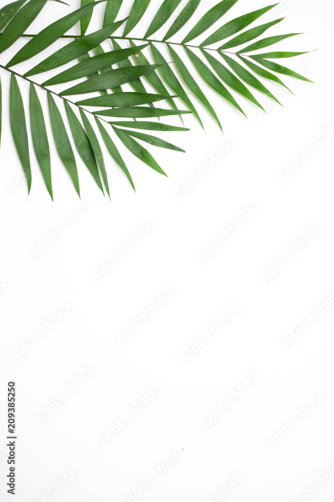 Green palm leafs isolated on white background Green palm leafs isolated on white background