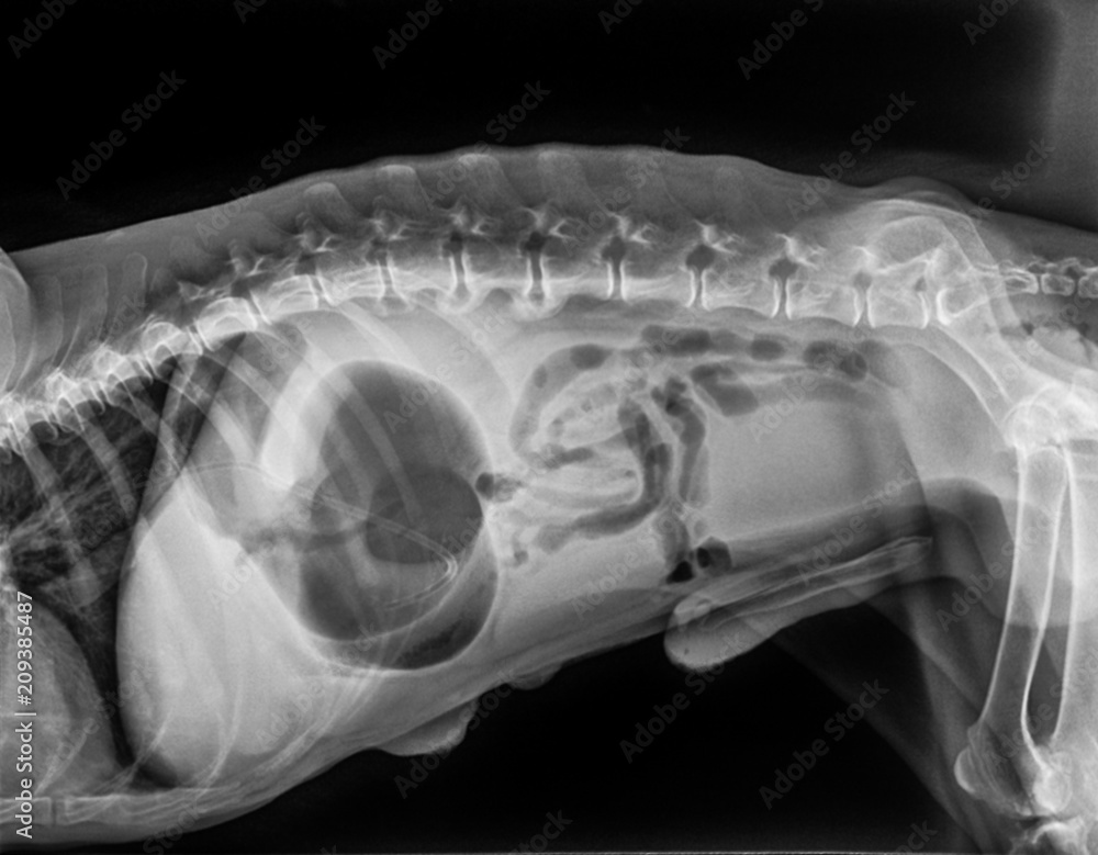 Xray of dog lateral view with Gastric dilatation volvulus “GDV” or