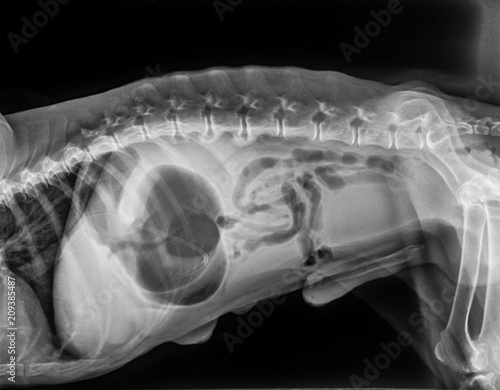 X-ray of dog lateral view with Gastric dilatation volvulus “GDV” or stomach twists- Double bubble pattern indicates stomach torsion has occurred-Veterinary medicine and Veterinary anatomy Concept.