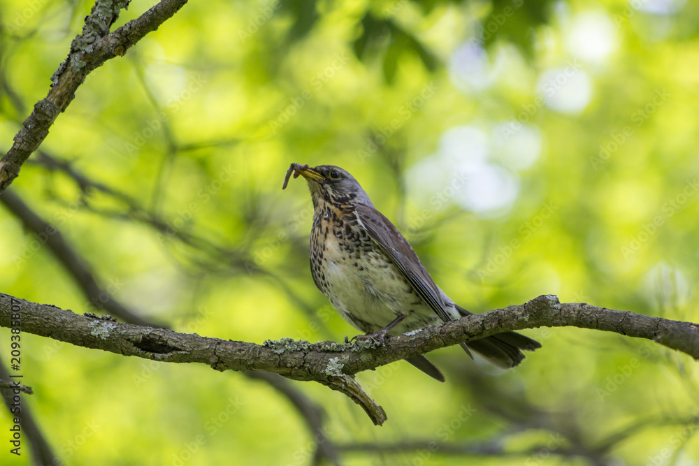 Thrush bird sitting in a tree with a worm in its mouth, Helsinki, Finland Thrush bird sitting in a tree with a worm in its mouth, Helsinki, Finland