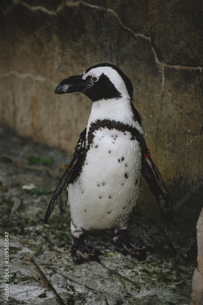 Obraz premium penguin