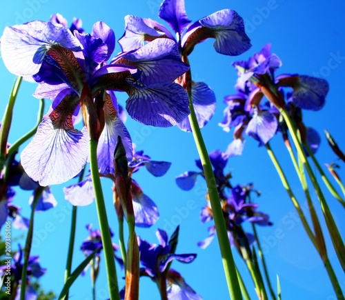 Fototapeta Naklejka Na Ścianę i Meble -  Schwertlilien blau