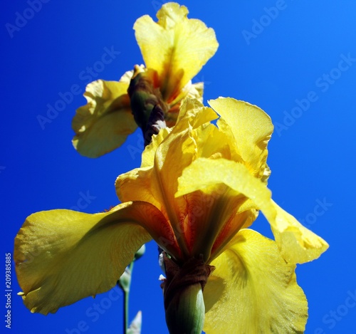 Fototapeta Naklejka Na Ścianę i Meble -  Schwertlilie gelb