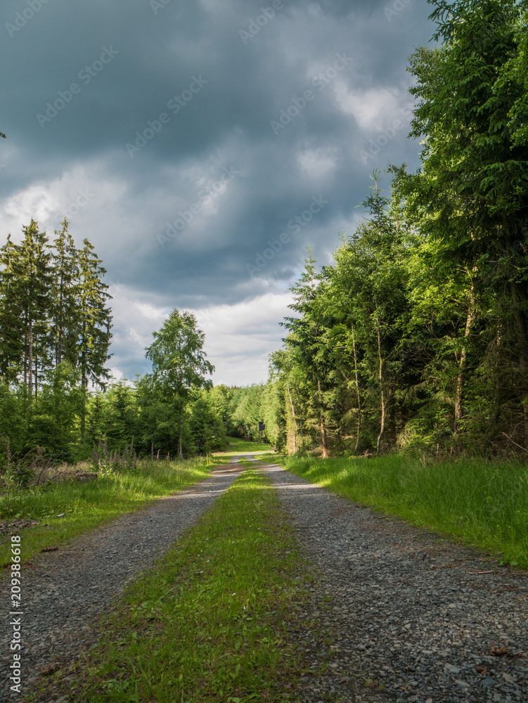 Wolkiger Wanderweg mitten durch den Fichtenwald