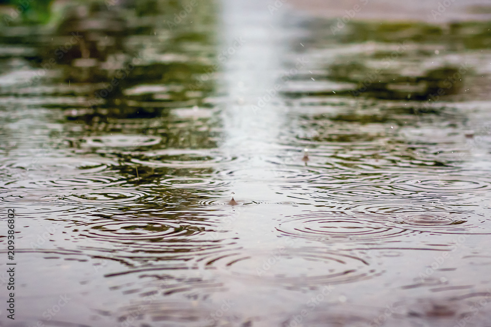 Fototapeta premium Road with puddles of water during rain and display trees . Rain drops rippling in a puddle _
