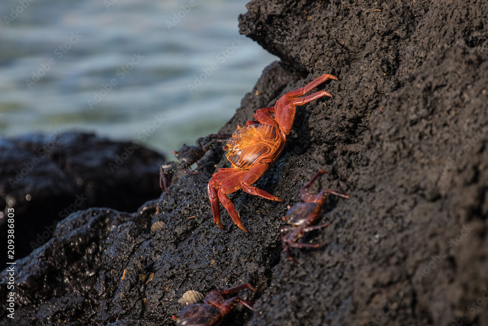  Galapagos Santa Cruz Island, Equador