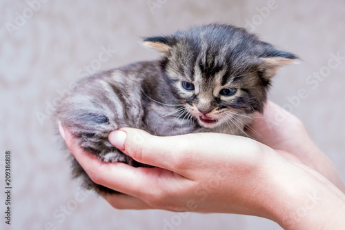 The girl holds a small fluffy kitten in her hands. A manifestation of love for animals_