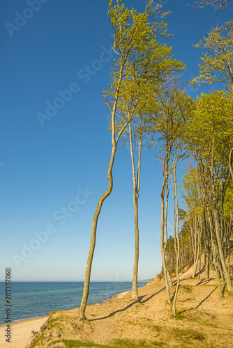 Fototapeta Naklejka Na Ścianę i Meble -  Baltic Sea in Poland with pines and dunes