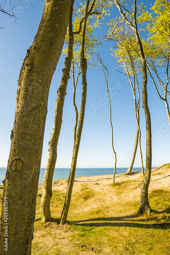 Fototapeta Naklejka Na Ścianę i Meble -  Baltic Sea in Poland with pines and dunes