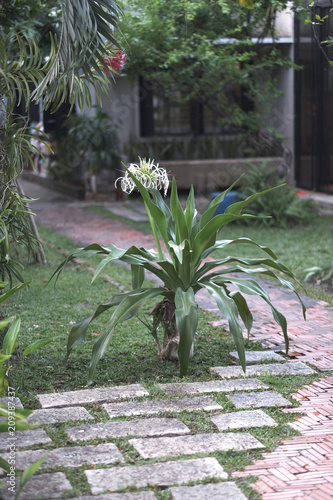 Flowering tropical plant hymenocallis with white long petals near the path in the park