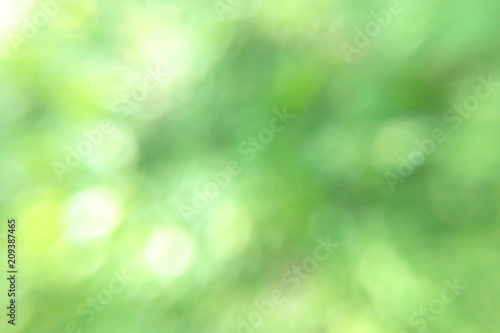 Blurred background of green forest and sunlight