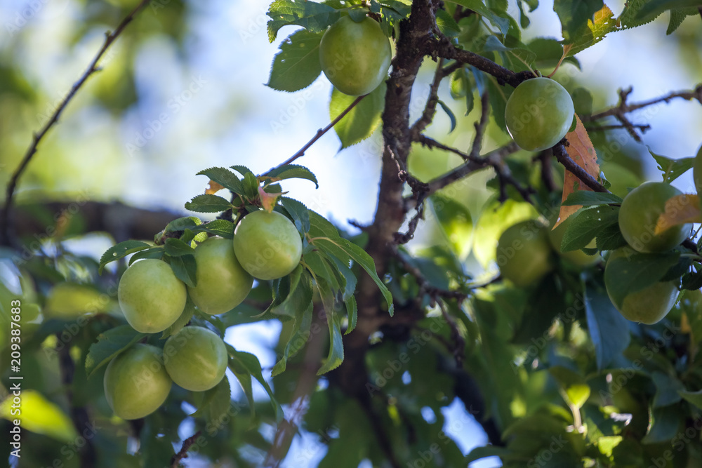 Young green plum fruit on a tree, fruit