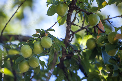 Young green plum fruit on a tree  fruit