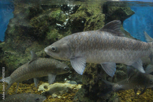Fish : Soro brook carp (Neolissochilus soroides)