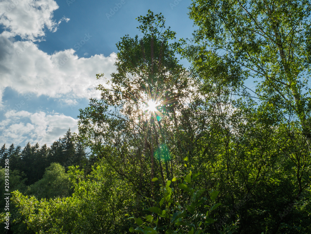 Fototapeta premium Die Sonne scheint durch einen Baum