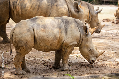 A white rhinoceros, rhino, (Ceratotherium simum) walking on sand in Singapore Zoo