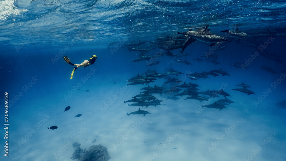 A pretty freediver swims with dolphins in Red sea A pretty freediver swims with dolphins in Red sea