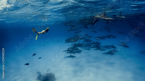 A pretty freediver swims with dolphins in Red sea