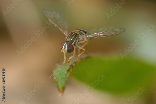  Fly from Pairo (mosca do pairo)