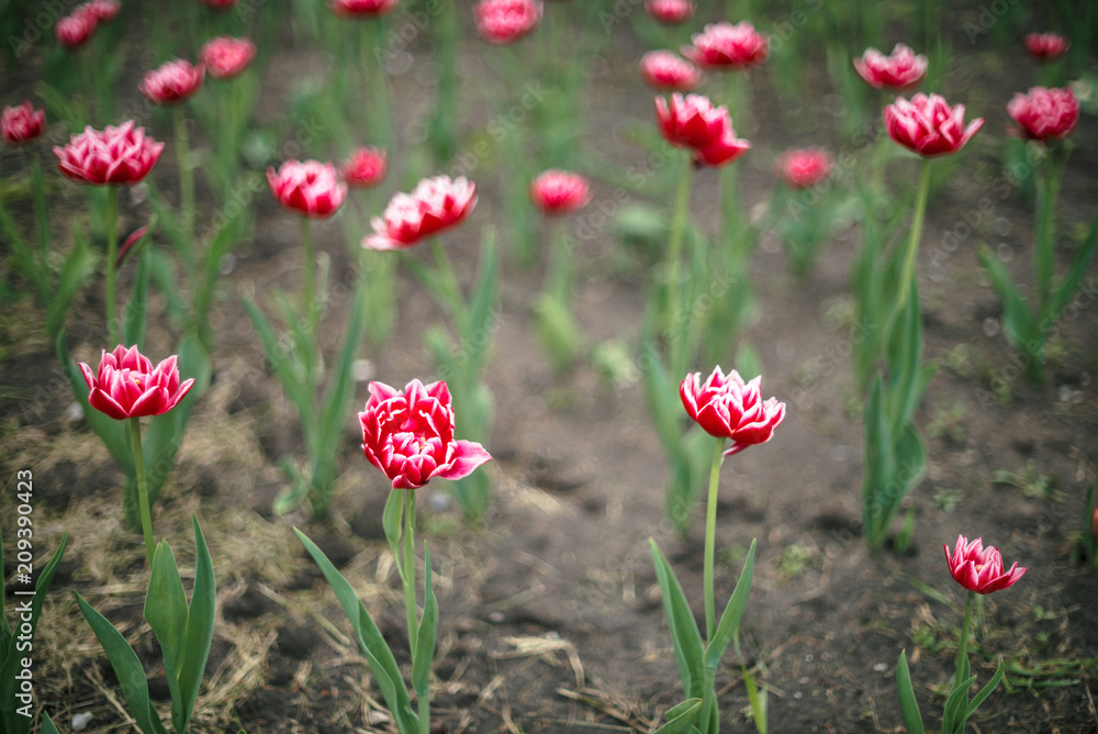Many beautiful pink blossom tulips on green background close up with copy space. Detailed picturesque landscape of magenta blooming flower in greenfield on sunlight with bokeh.
