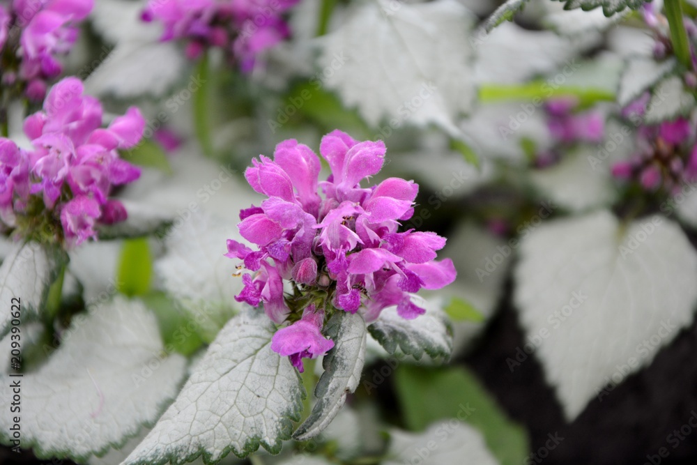 Bright pink flowers dead-nettle with silvery white leaves cover the ground with a solid carpet and decorate the garden. Bright pink flowers dead-nettle with silvery white leaves cover the ground with a solid carpet and decorate the garden.