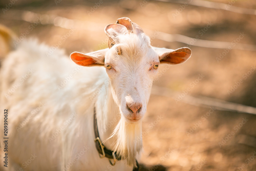 Male Goat on Farm