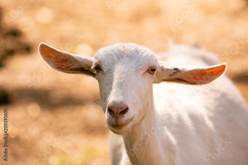 Female Goat on Farm