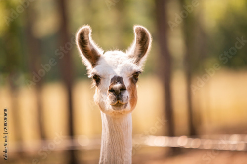 Llama at a Goat Farm