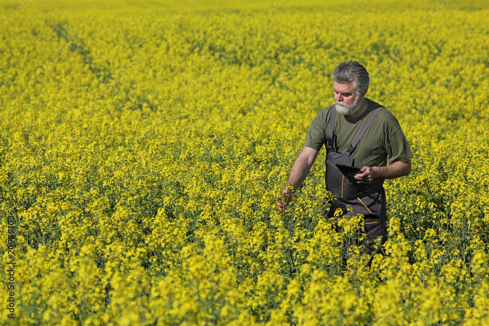 Farmer or agronomist examining rapeseed field using tablet, agricultural scene in spring Farmer or agronomist examining rapeseed field using tablet, agricultural scene in spring