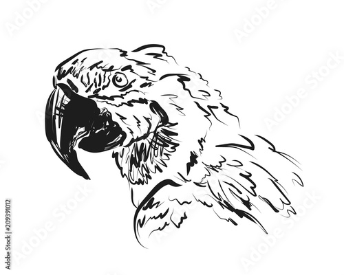 Vector sketch head ara